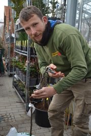 Martin Sobanski beim Veredeln von Obstbäumen nach Kundenwunsch.