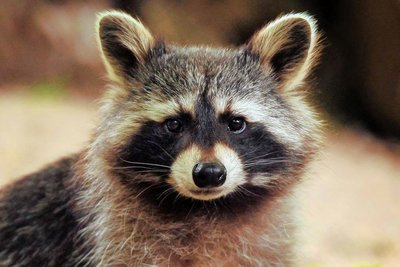 So sieht ein putzmunterer Waschbär aus. Das Foto wurde in einem Tiergehege gemacht.