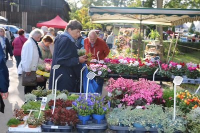Herbstliche Blumenpracht in Reuth.