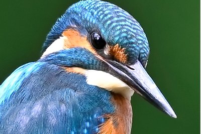 Diesen Eisvogel fotografierte Klaus Hornauer in einem Teichgebiet zwischen Freiberg und Oederan.