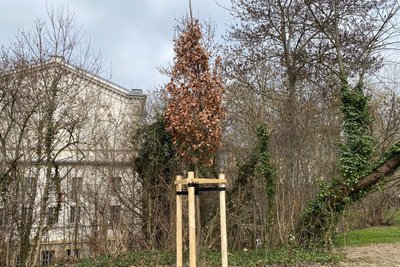 Eine Stieleiche wurde gepflanzt, weil zuvor ein Baum für das Aufstellen des Bildschirms gefällt werden musste.