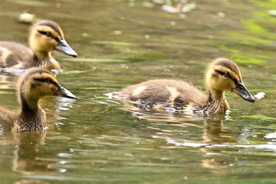 Diese Enten fotografierte Klaus Hornauer in einem Teichgebiet nahe Freiberg.