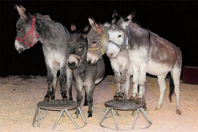 Manolito, der „Häuptling“, wird vorführen, welche Kunststücke die vier Esel des Zirkus beherrschen.