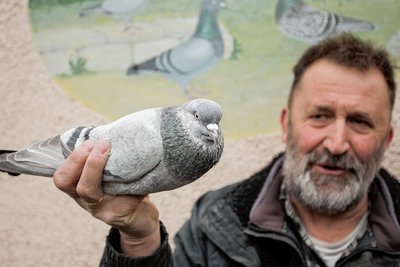 Er war schon Deutscher Meister: Michael Bach zeigt eine seiner Altenburger Trommeltauben. Bach erhofft sich von der Ausstellung in Großrückerswalde auch einen Schub für das Vereinsleben. 