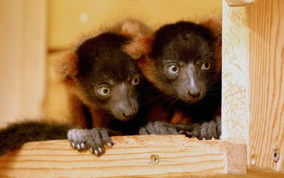 Hast Du das gesehen? Kleine Rote Varis sitzen in ihrem Gehege im Vogelpark in Marlow in Mecklenburg-Vorpommern.