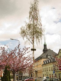 Ehrenfriedersdorf: Der Maibaum, eine zwölf Meter hohe Birke, ist verschwunden.