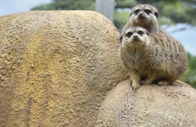 Die Erdmännchen im Tierpark Klingenthal locken viele Besucher an.