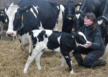 Die Mutterkuh "Fiona" mit ihrem (noch namenlosen) Kalb. Mitarbeiterin Adelheid Großer kümmert sich im Stall um die Tiere. 