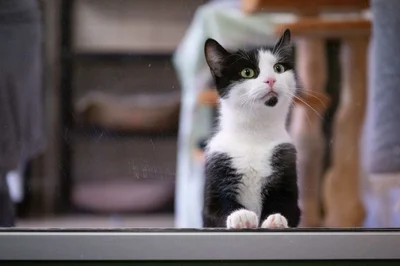  In Deutschland gibt es bislang keine allgemeine Chip- und Registrierungspflicht für alle Hunde und Katzen.