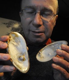 Museumsleiter Steffen Dietz zeigt im Bild erstmals vogtländische Muschelschalen mit Perlenbildung.
