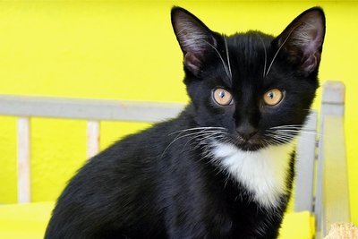 Katzenkind Balou wurde im Tierheim geboren, ihre Mutter wurde als Fundtier abgegeben. Kein Einzelfall. Aktuell betreut das Tierheim 65 Katzen, darunter mehr als 30 Kitten, also Jungtiere. Foto: Maik Bohn