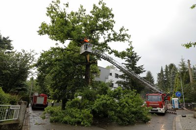 Die Feuerwehr schnitt Äste der Eiche ab, damit diese nicht auf die Fahrbahn fallen.