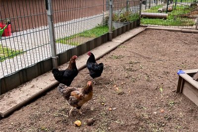 In Eigenleistung wurden Zäune und Wege des Kleintiergeheges erneuert.