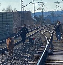 Kalb Anton flüchtet in Glauchau vor den Polizeibeamten. 