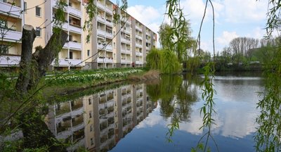 Der Knappteich im Yorckgebiet. Die zahlreichen Bäume am Ufer bringen durch ihr Laub viel Biomasse ins Wasser. So entsteht zu viel Schlamm, der hier im dritten Jahr mit Mikroorganismen bekämpft wird. 