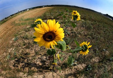 Tschüss, Sommer 2016! Einsam steht diese Sonnenblume auf einem Feld in Rossau (Mittelsachsen).