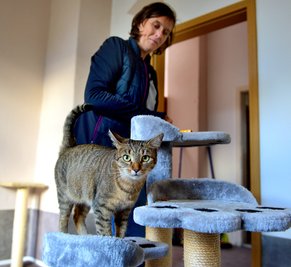 Das ist Katze Leyla beim Tierschutzverein in Frankenberg. Für sie und ihre Zwillingsschwester Tinka wird eine neue Familie gesucht.
