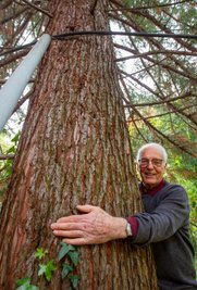 Bernhard Weisbach im Weisbachschen Garten mit dem Küstenmammutbaum, den er vor 30 Jahren aus Hamburg nach Plauen mitgebracht hat. Mit der von ihm vorgeschlagenen Aktion, so hofft er, "kann Plauen Furore machen".