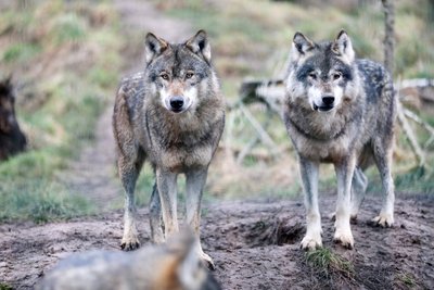 Was das erleichterte Jagdrecht bei Wölfen für die im Freistaat lebenden Tiere genau bedeutet, ist noch unklar.