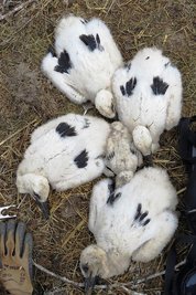 Im Storchennest in Burgstädt befinden sich fünf Junge. Vor wenigen Tagen sind sie geschlüpft. Eines der Küken ist noch recht klein. 