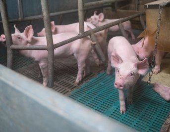 Derartige Spaltenböden, wie sie in Schweineställen verwendet werden, haben zwei Mittelsachsen von einem Landwirtschaftsbetrieb gestohlen. 