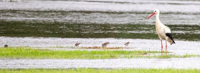 Auch das ist die Weiße Elster im Vogtland: die Elsterwiesen in Kürbitz werden von der Vogelwelt gern zur Nahrungssuche genutzt.