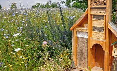 Eine artenreiche mehrjährige Blühwiese mit heimischen Pflanzen und Wildbienen-Nisthilfen bei Hohenstein-Ernstthal. 