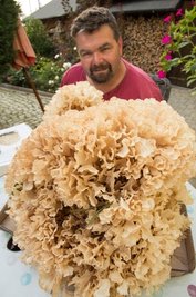 Gerald Engelbrecht mit dem Riesenexemplar einer Krause Glucke. 