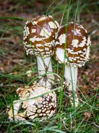 Der Braune Fliegenpilz. Jetzt hat es in der Region einen ersten Fall der Pilzvergiftung nach dem Verzehr solcher Pilze gegeben. 