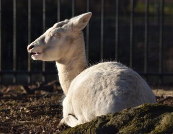 Dieses weiße Damtier gehört zu der kleinen Gruppe am Schwanenteich in Mittweida. Zuletzt wurde das Weibchen von seinen Artgenossen geschnitten und ist oft alleine unterwegs.
