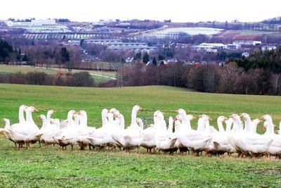 Die Gänse auf dem Bauernhof Gruschwitz genießen tagsüber den Aufenthalt auf der Weide.