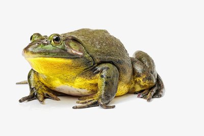 Der Ochsenfrosch. 