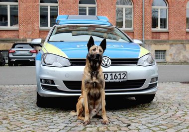 Polizeihund Pepe erschnupperte in Hartha mehrere Drogenverstecke in einer Wohnung.