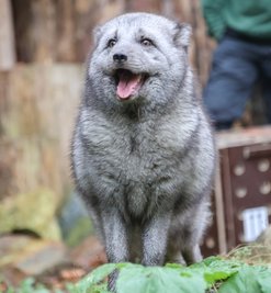 Polarfuchs im Freigehege des Amerika-Tierparks in Limbach-Oberfrohna.