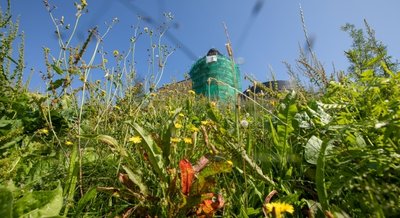 Es grünt so grün: Der Schlosshang ist üppig bewachsen - nicht nur mit gewünschten Wiesen- und Kräuterpflanzen, sondern auch mit reichlich Unkraut. 