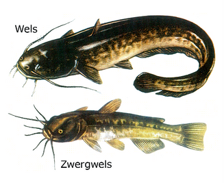 Der Zwergwels stammt ursprünglich aus Amerika, hat sich aber auch in Europa verbreitet und gefährdet aufgrund seines Fressverhaltens den heimischen Fischbestand.