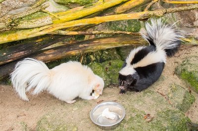 Albino-Stinktier "Blacky" (links) im Auer Zoo der Minis ist der neue Partner von Skunk-Dame "Blümchen".