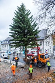 Zwölf Meter hoch ist der diesjährige Weihnachtsbaum in Buchholz.