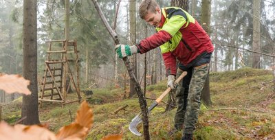 Waldarbeit im Erzgebirge ist trotz vielfältiger Technik immer noch ein Knochenjob: Hier arbeitet Forstwirt Marcel Knüpfer mit einer sogenannten Heppe im Waldteil Börnichen des Forstreviers Borstendorf. 