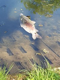 Etliche große tote Karpfen trieben in den vergangenen Tagen an der Wasseroberfläche des Schloßteichs.