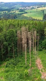 Auf der durch Sturm und Borkenkäferbefall entstandenen Lichtung im Sachsenforstrevier Borstendorf stehen weitere, vom Borkenkäfer befallene Fichten, die entfernt werden müssen.