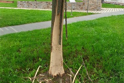 Einer der beschädigten Bäume im Massipark. 