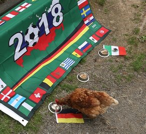 Huhn Gageleia ist zielstrebig zu dem Napf mit der Deutschlandflagge gelaufen.