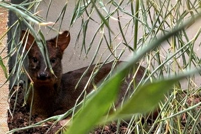 Dieses Südpudu-Weibchen ist mit einem Artgenossen aus dem Zoo Halle nach Leipzig gekommen. Untergebracht sind beide vorerst in den rückwärtigen Stallungen. Sie sollen sich erst Schritt für Schritt an die Wasserschweine und die Pampashasen auf der gemeinsamen Anlage gewöhnen.