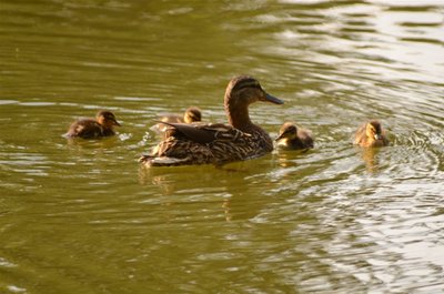 Geschafft: Klotilde und ihre Schützlinge haben den Weg in den Teich gefunden.