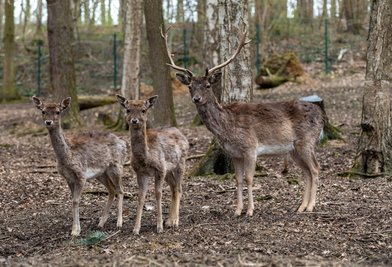 Damwild im Naturpark Köbe bei Penig.