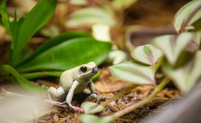 Dieser "Schreckliche Pfeilgiftfrosch" aus Kolumbien gehört zu den stark gefährdeten Arten, die im Vivarium des Tierparks Chemnitz zu sehen sind. Das neue Tierpark-Konzept schreibt dem Amphibienhaus weiterhin eine wichtige Rolle zu - als Alleinstellungsmarkmal der Einrichtung.