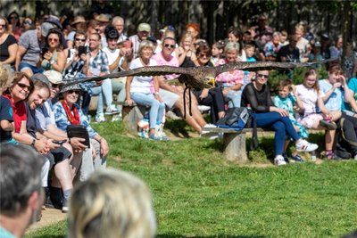 Ein prächtiger Seeadler gleitet über das Publikum hinweg: Das ist immer wieder ein faszinierendes Bild.