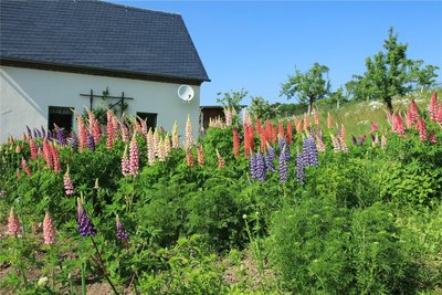 Die Lupinen im Garten von Silvia Kölbel stehen in voller Blüte. Für Besucher öffnen Gartenbesitzer im Vogtland ihre Gartentore am Sonntag.