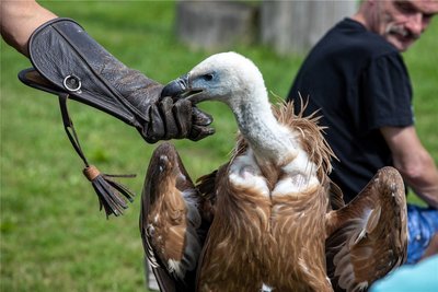 Ein Leckerli für Manfred: Die Falkner motivieren den Himalayageier und andere Vögel auf diese Weise, ihnen zu folgen.
